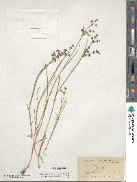 Juncus arcticus image