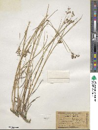 Juncus arcticus image