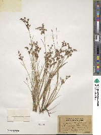 Juncus arcticus image