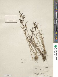 Juncus arcticus image