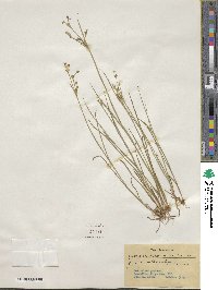 Juncus arcticus image