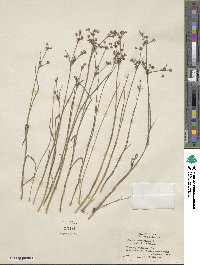 Juncus arcticus image