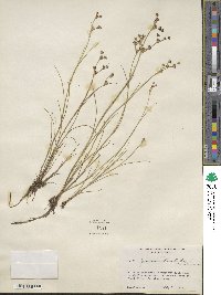 Juncus arcticus image