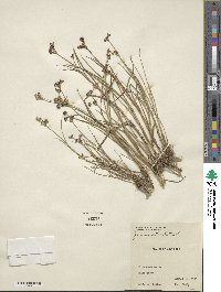 Juncus arcticus image