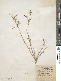 Juncus arcticus image