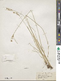 Juncus interior image