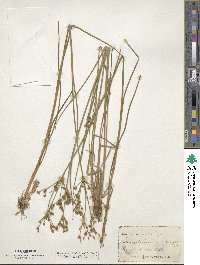 Juncus striatus image