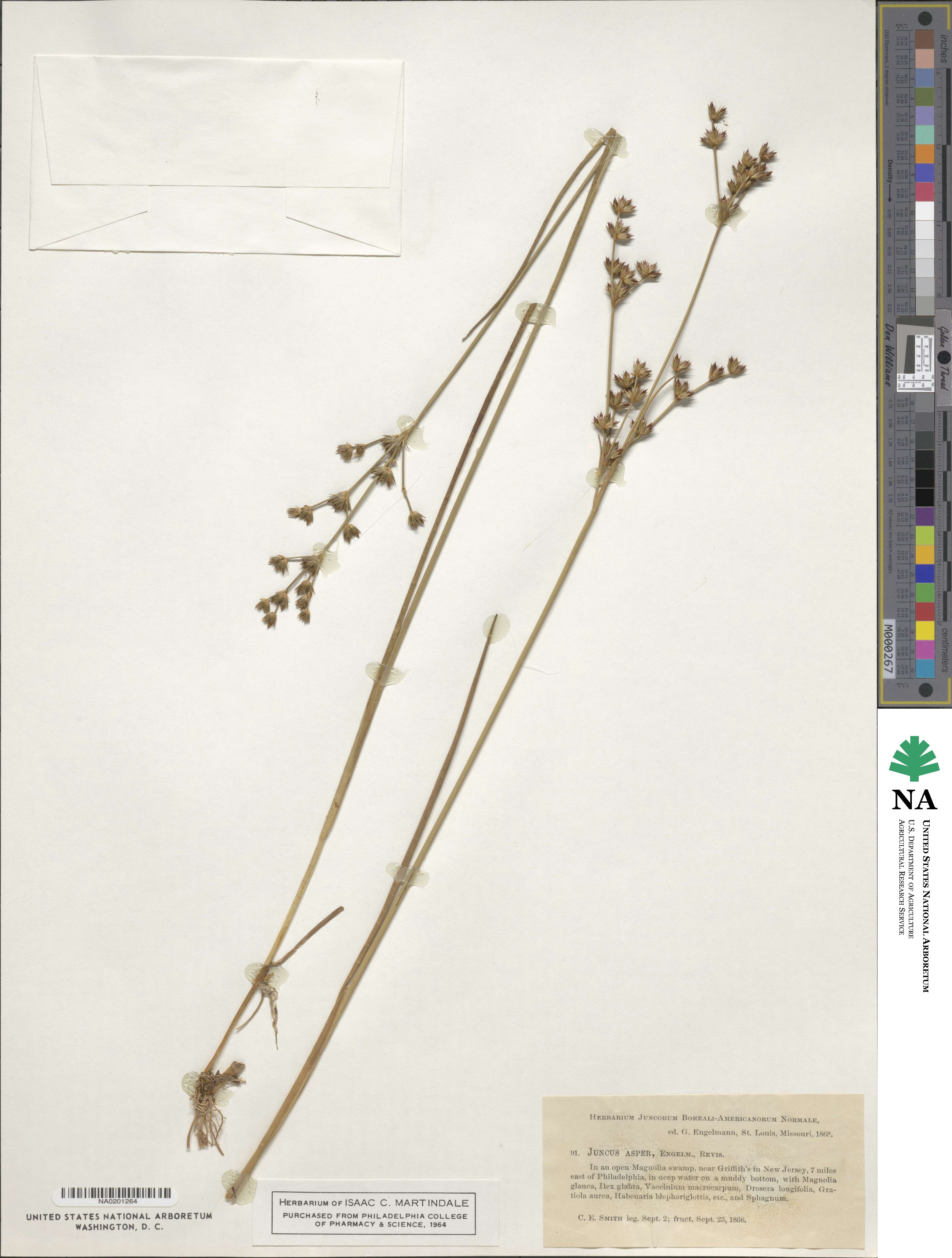 Juncus striatus image