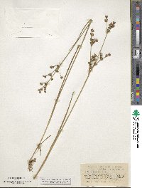 Juncus striatus image