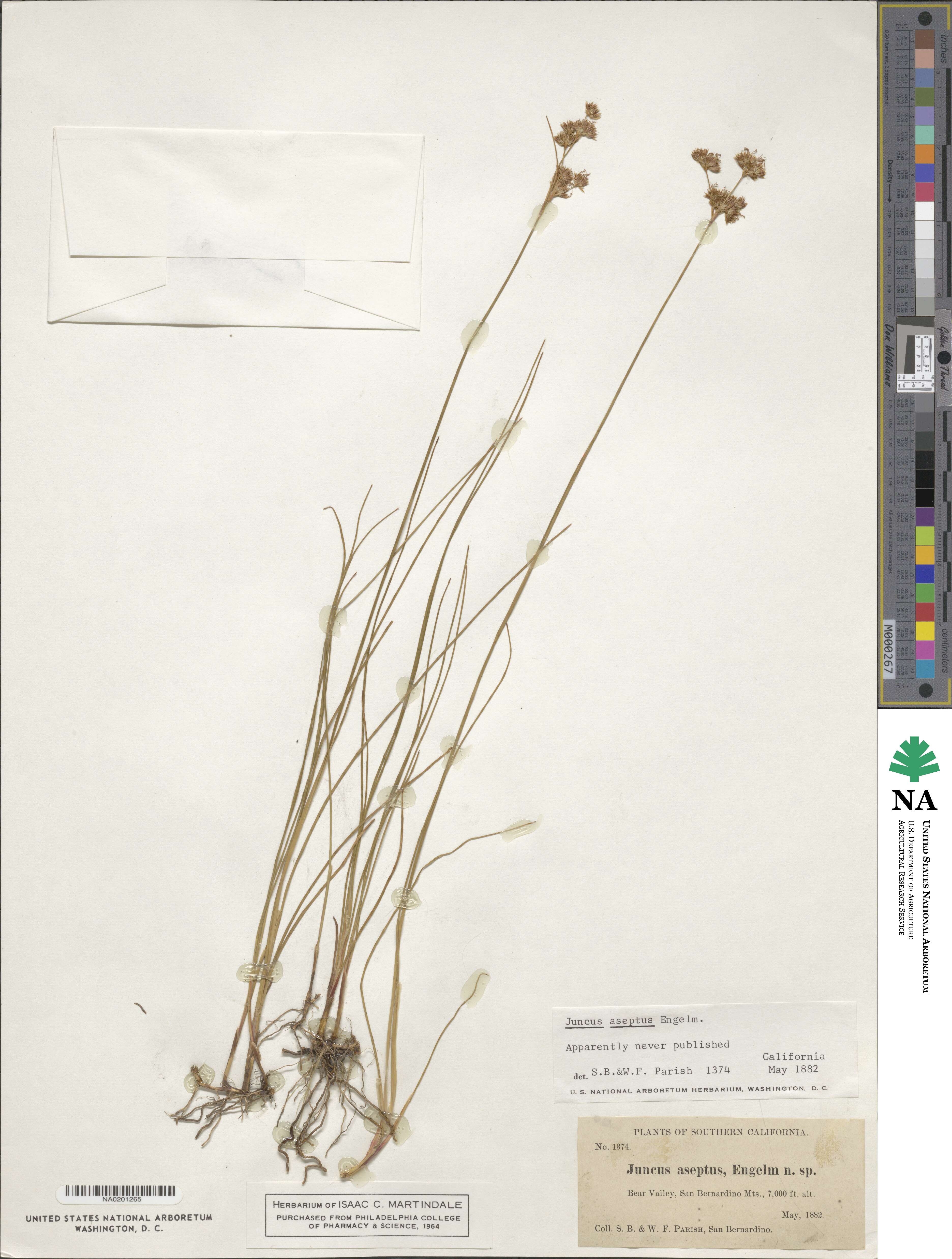 Juncus striatus image