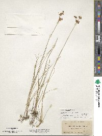 Juncus striatus image