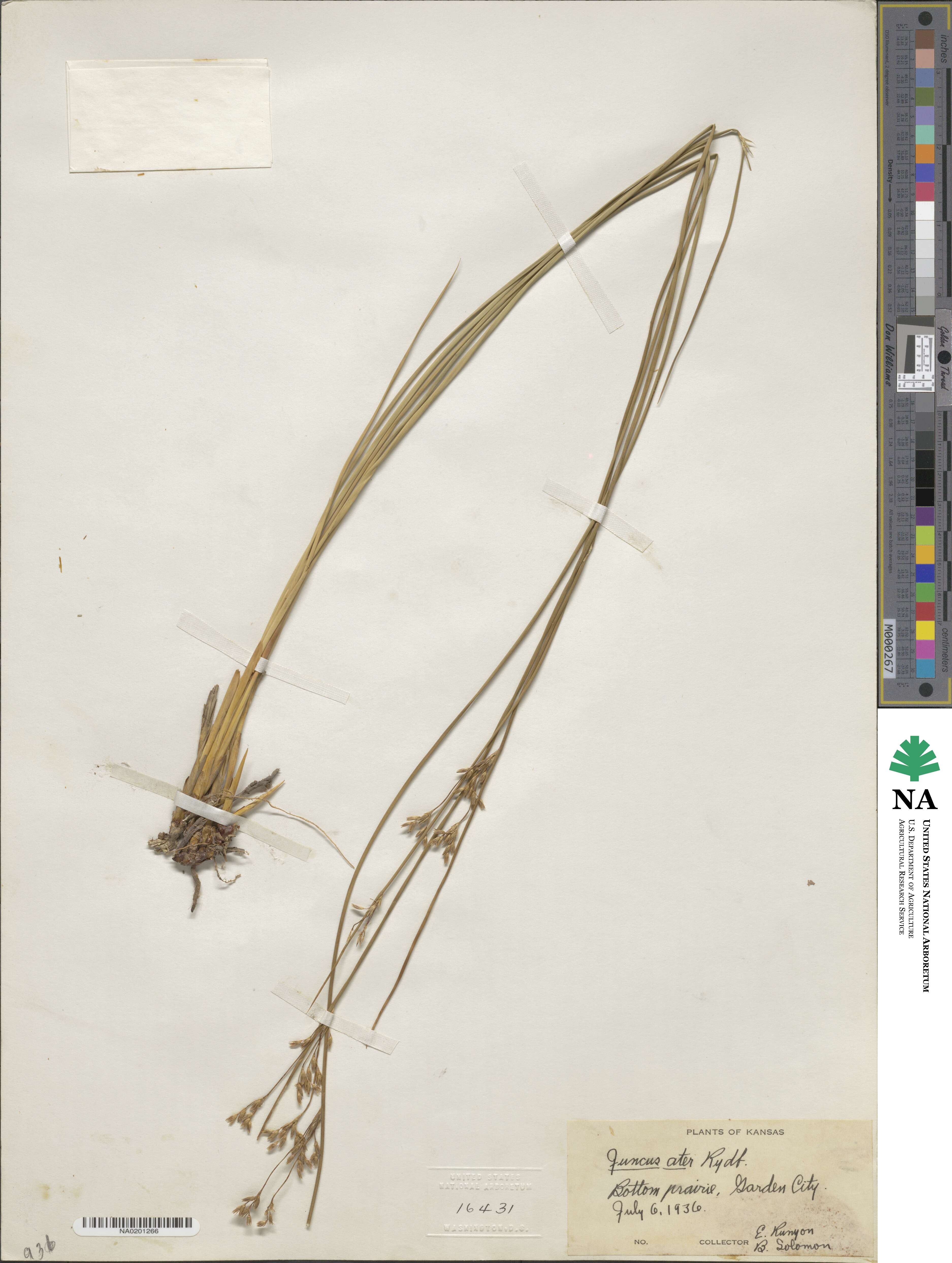 Juncus balticus subsp. ater image