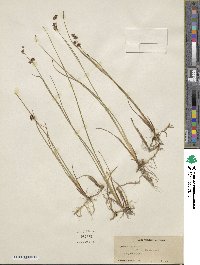 Juncus nevadensis var. badius image