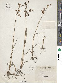 Juncus nevadensis image