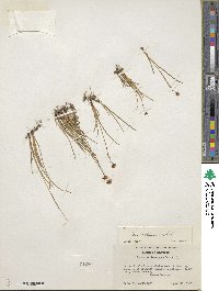 Juncus nevadensis image