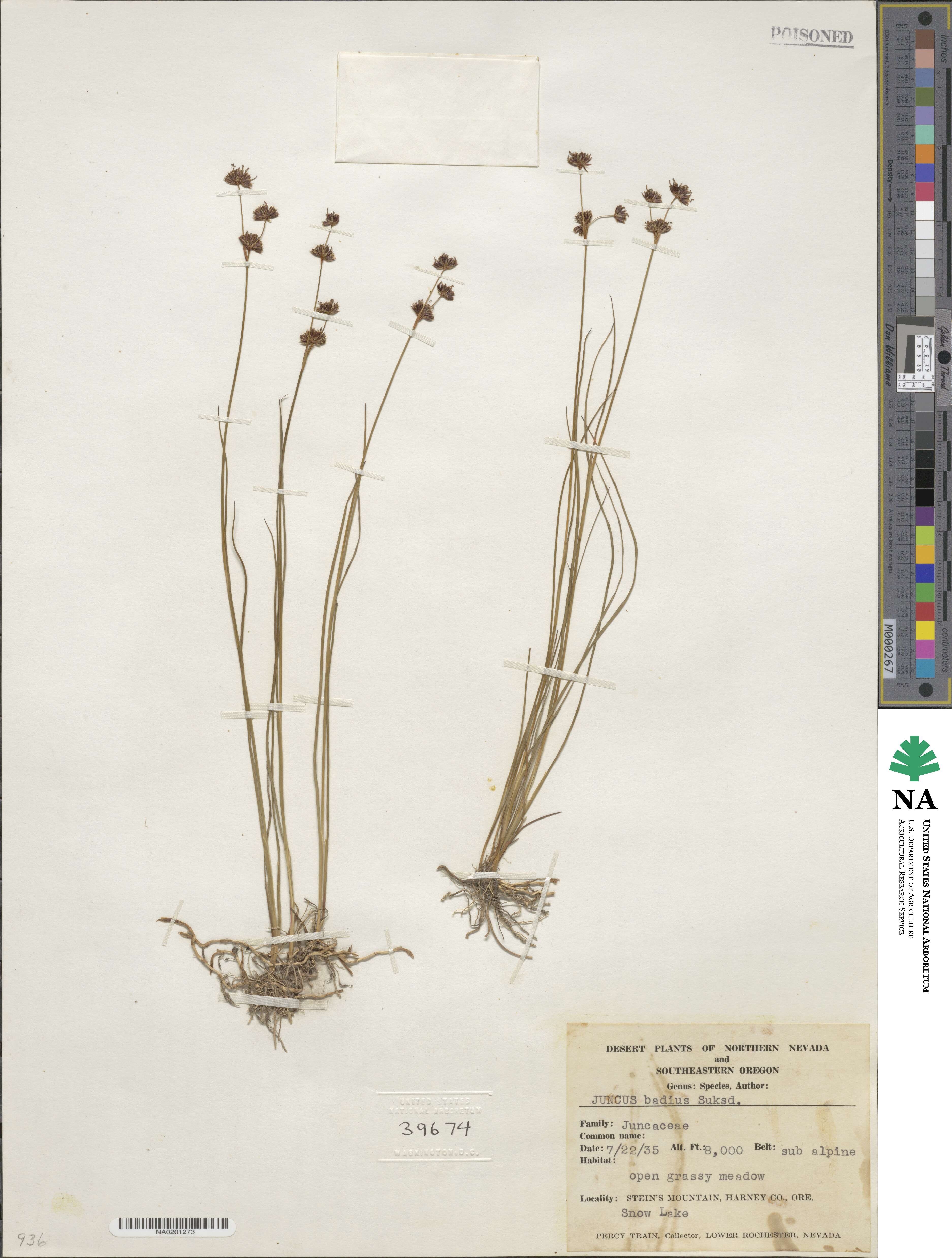 Juncus nevadensis var. badius image