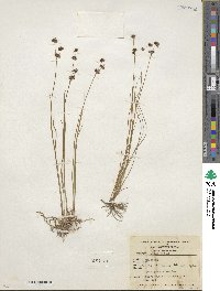 Juncus nevadensis image