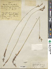 Juncus balticus image