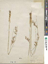 Juncus balticus image