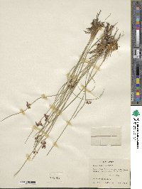 Juncus balticus image