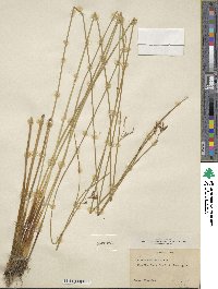 Juncus balticus image