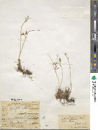 Juncus balticus image