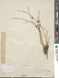 Juncus balticus image