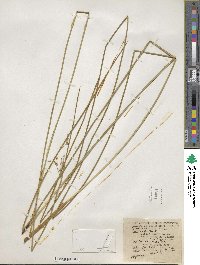 Juncus balticus image