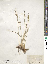 Juncus balticus image