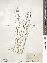 Juncus balticus image