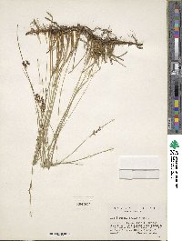 Juncus balticus image