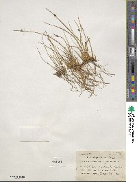 Juncus balticus image