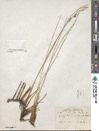 Juncus balticus subsp. littoralis image