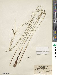 Juncus balticus subsp. littoralis image