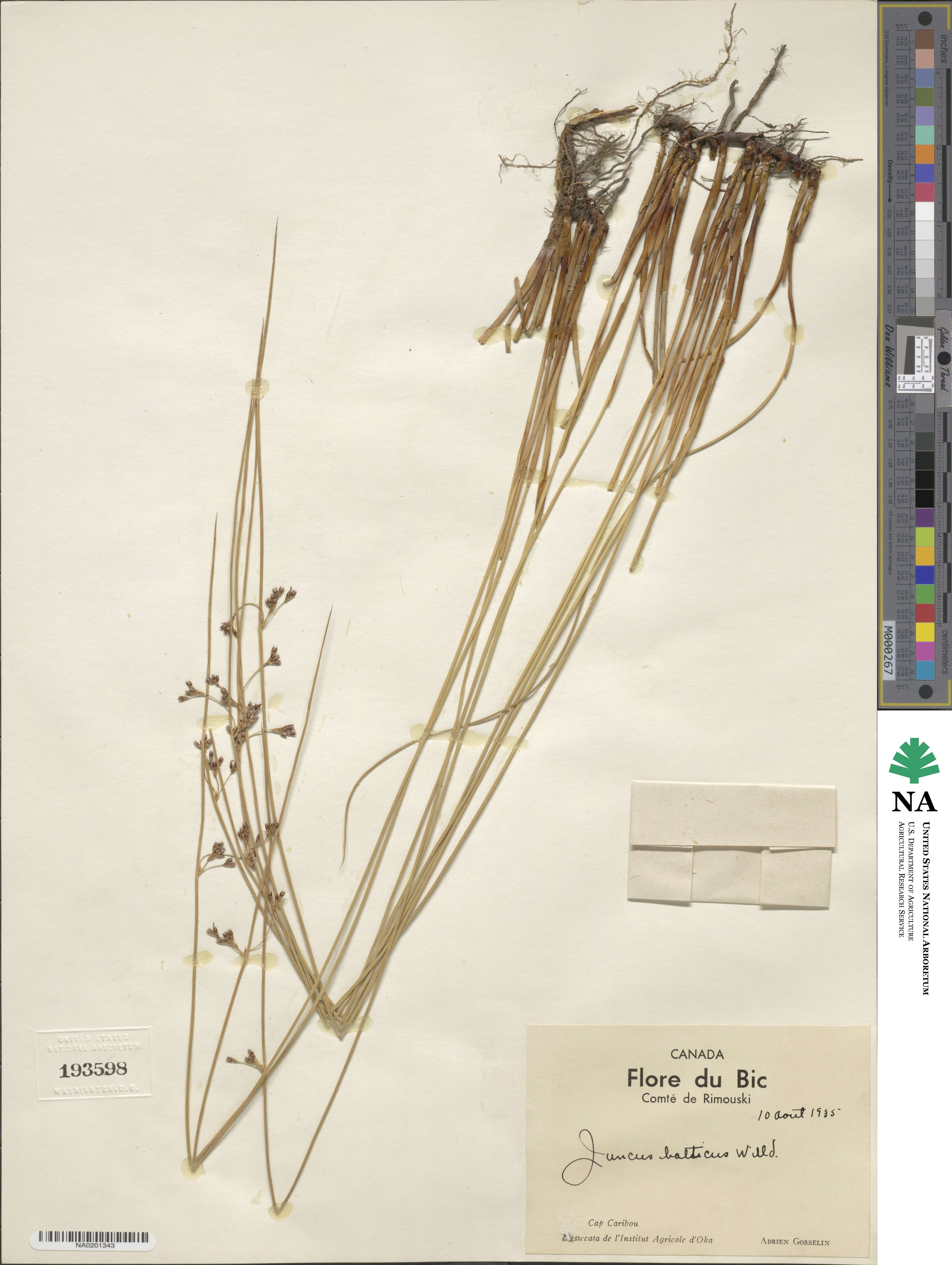 Juncus balticus subsp. littoralis image