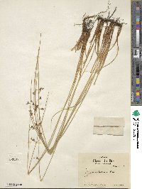 Juncus balticus image