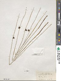 Juncus balticus subsp. littoralis image