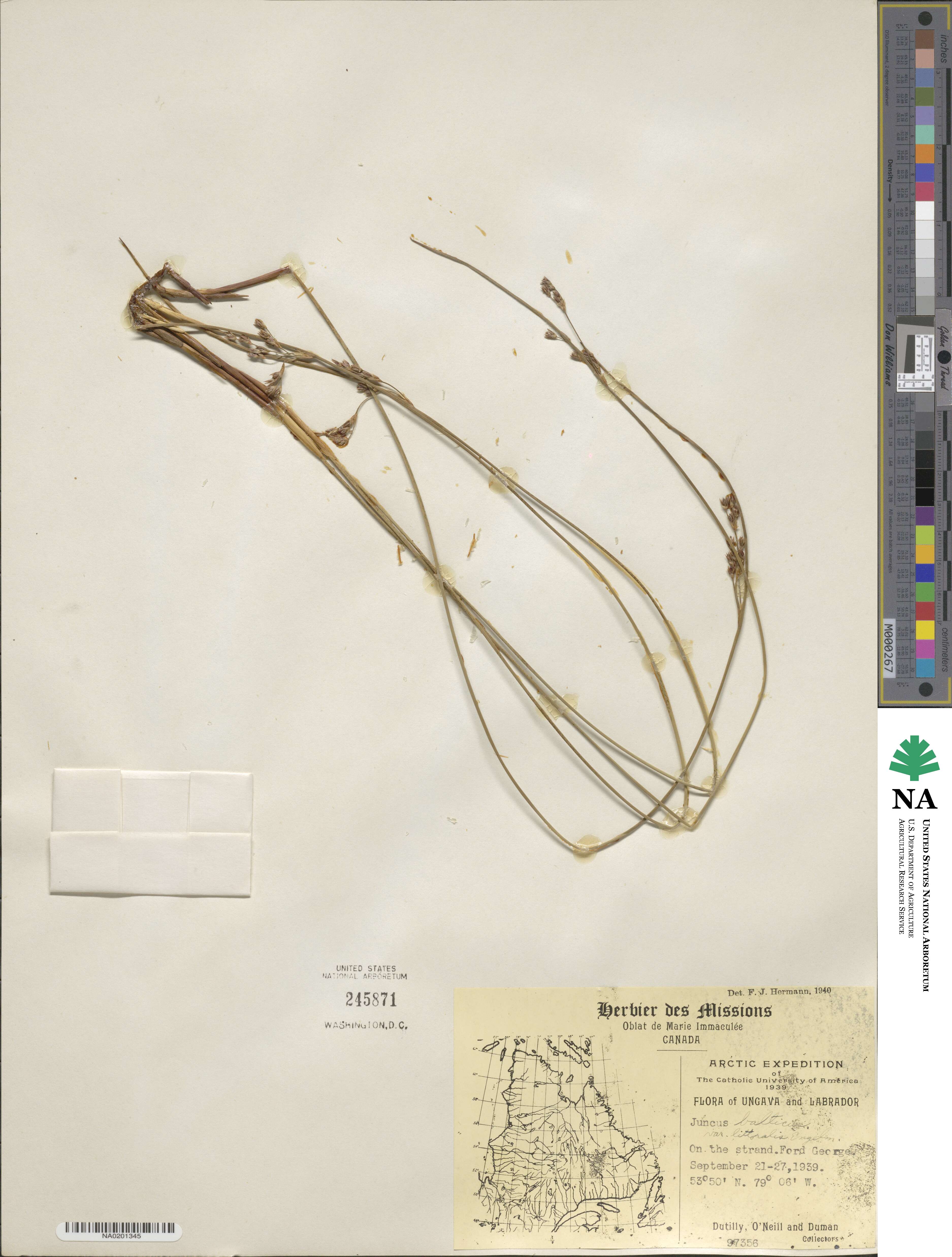 Juncus balticus subsp. littoralis image