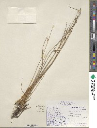 Juncus balticus image