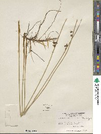 Juncus balticus subsp. littoralis image