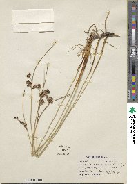 Juncus balticus image