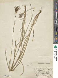 Juncus biflorus image