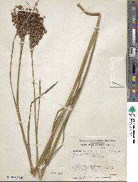 Juncus biflorus image