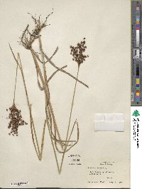 Juncus biflorus image