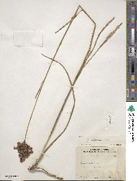 Juncus biflorus image