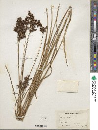 Juncus biflorus image