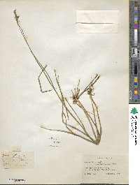 Juncus biflorus image