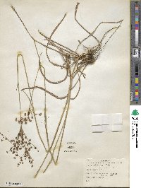 Juncus biflorus image