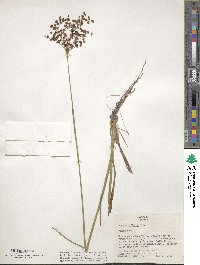 Juncus biflorus image