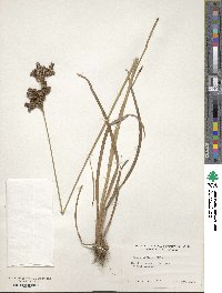 Juncus biflorus image